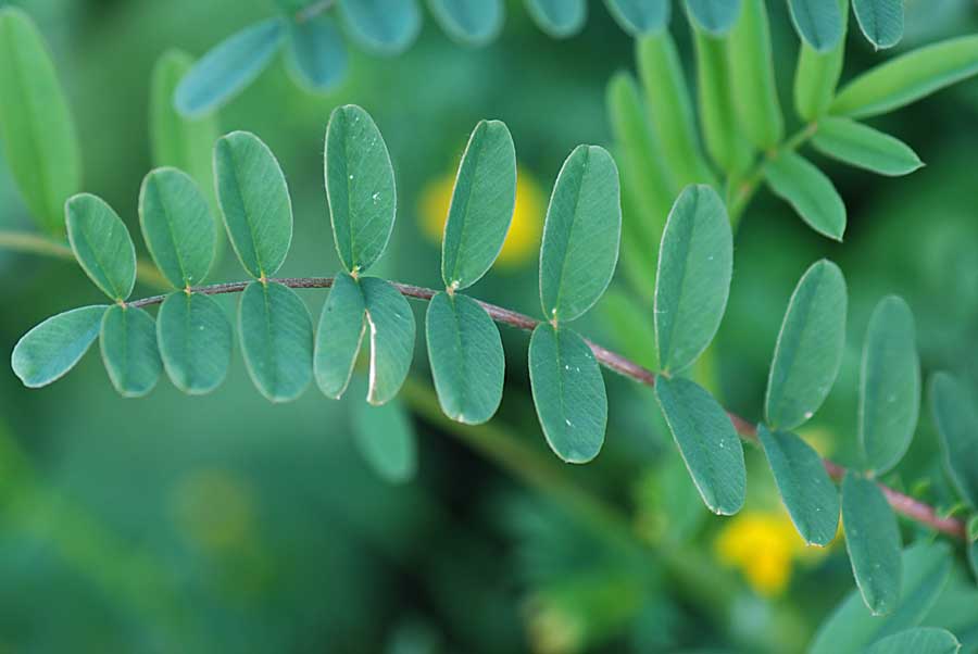 Onobrychis vicifolia / Lupinella comune